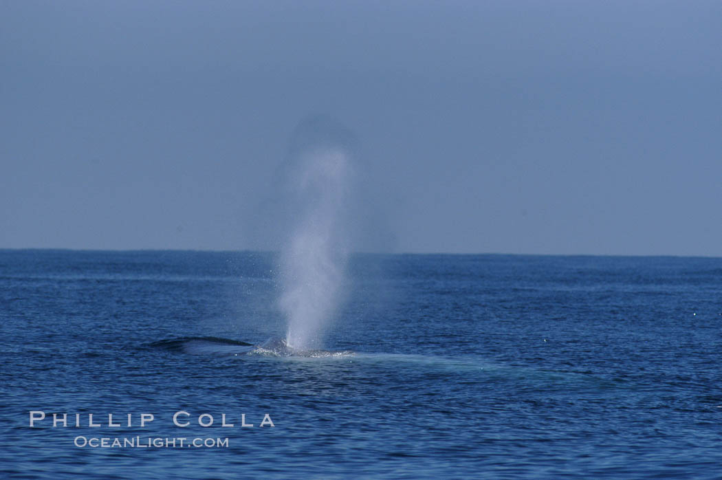 A blue whale blows (spouts) just as it surfaces after spending time at depth in search of food.  Open ocean offshore of San Diego. California, USA, Balaenoptera musculus, natural history stock photograph, photo id 07542