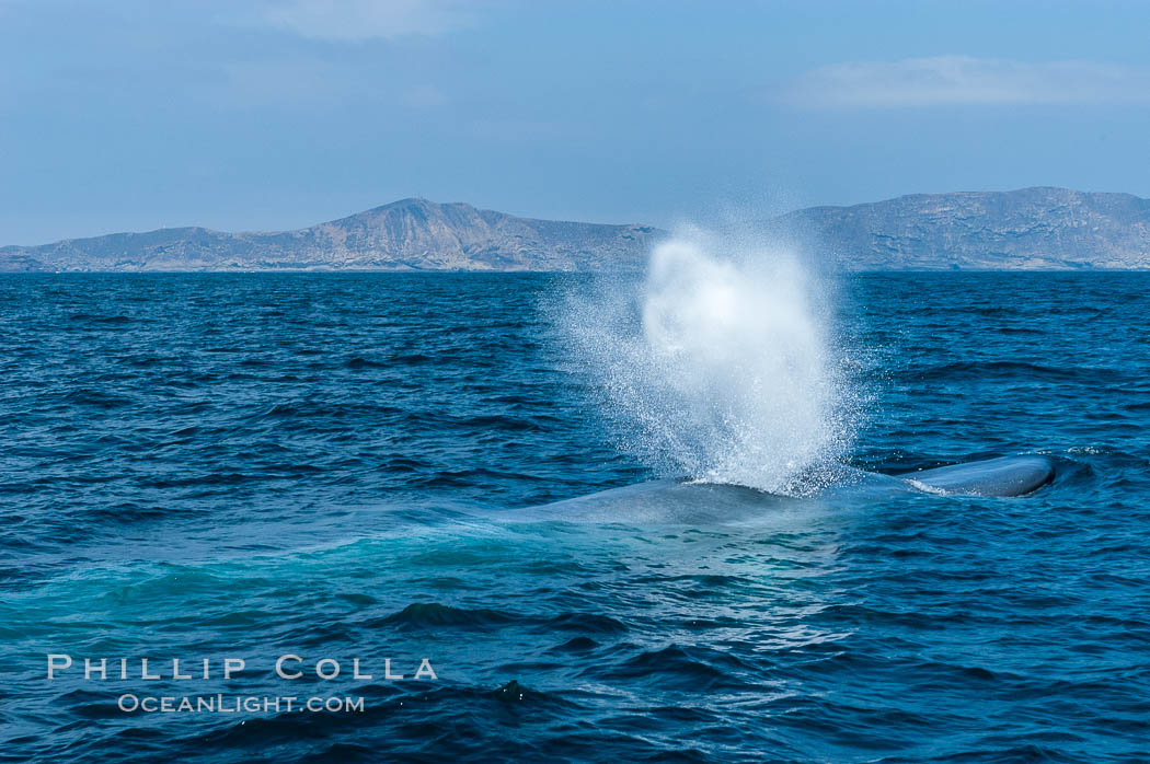 A blue whale blows (exhales, spouts) as it rests at the surface between dives.  A blue whales blow can reach 30 feet in the air and can be heard for miles.  The blue whale is the largest animal on earth, reaching 80 feet in length and weighing as much as 300,000 pounds.  South Coronado Island is in the background, Balaenoptera musculus, Coronado Islands (Islas Coronado)