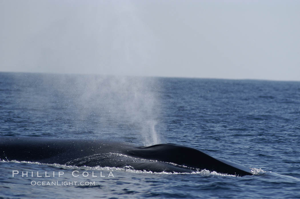 A blue whale blows (spouts) just as it surfaces after spending time at depth in search of food.  Open ocean offshore of San Diego, Balaenoptera musculus