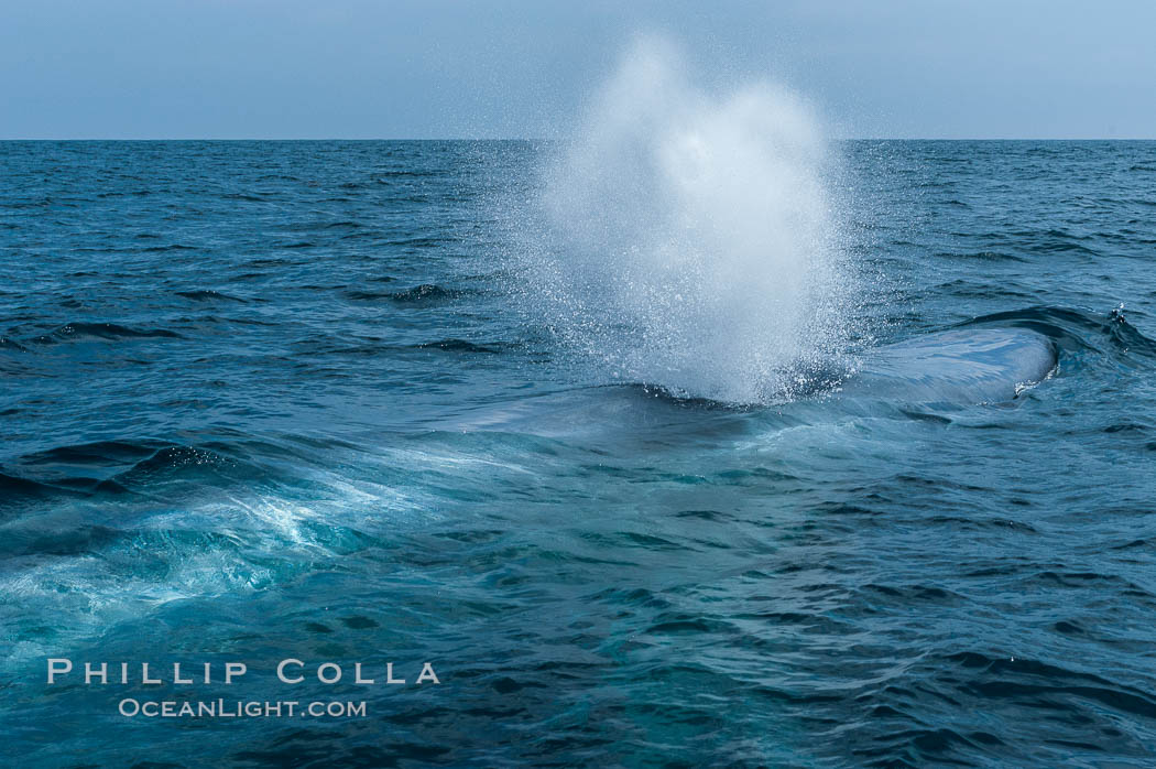 A blue whale blows (exhales, spouts) as it rests at the surface between dives.  A blue whales blow can reach 30 feet in the air and can be heard for miles.  The blue whale is the largest animal on earth, reaching 80 feet in length and weighing as much as 300,000 pounds.  Near Islas Coronado (Coronado Islands). Coronado Islands (Islas Coronado), Baja California, Mexico, Balaenoptera musculus, natural history stock photograph, photo id 09504