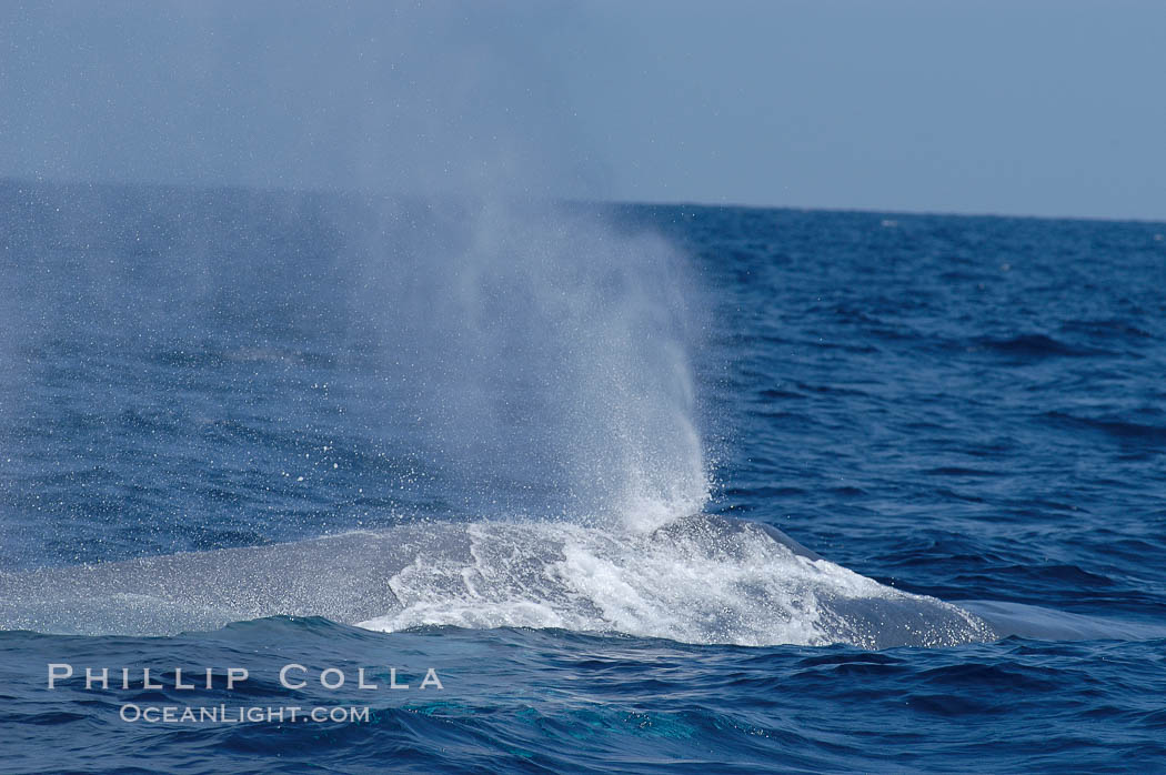 A blue whale blows (exhales, spouts) as it rests at the surface between dives.  A blue whales blow can reach 30 feet in the air and can be heard for miles.  The blue whale is the largest animal on earth, reaching 80 feet in length and weighing as much as 300,000 pounds.  Near Islas Coronado (Coronado Islands). Coronado Islands (Islas Coronado), Baja California, Mexico, Balaenoptera musculus, natural history stock photograph, photo id 09516