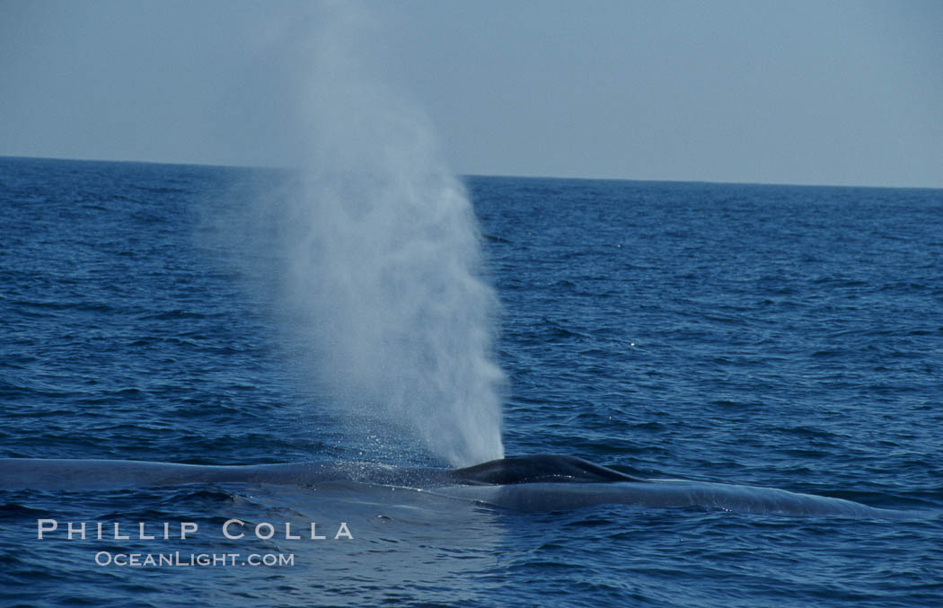 A blue whale blows (spouts) just as it surfaces after spending time at depth in search of food.  Open ocean offshore of San Diego. California, USA, Balaenoptera musculus, natural history stock photograph, photo id 07563