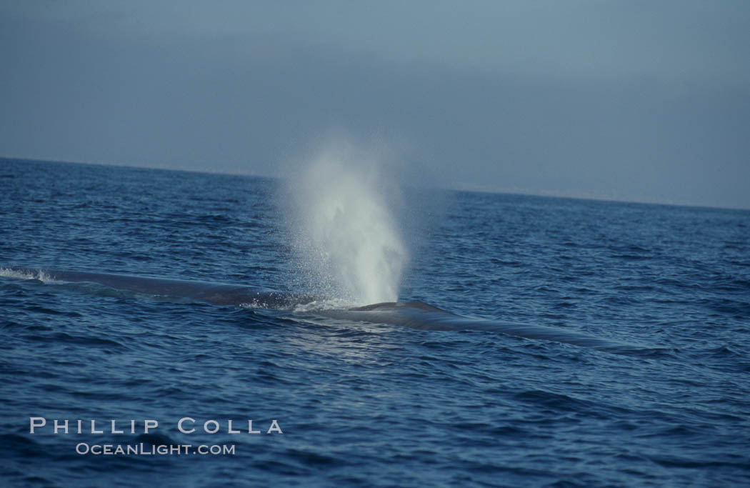 A blue whale blows (spouts) just as it surfaces after spending time at depth in search of food.  Open ocean offshore of San Diego. California, USA, Balaenoptera musculus, natural history stock photograph, photo id 07565
