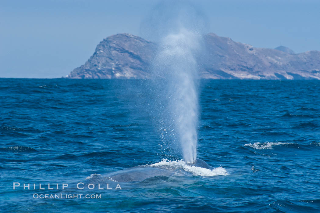 A blue whale blows (exhales, spouts) as it rests at the surface between dives.  A blue whales blow can reach 30 feet in the air and can be heard for miles.  The blue whale is the largest animal on earth, reaching 80 feet in length and weighing as much as 300,000 pounds.  North Coronado Island is in the background, Balaenoptera musculus, Coronado Islands (Islas Coronado)