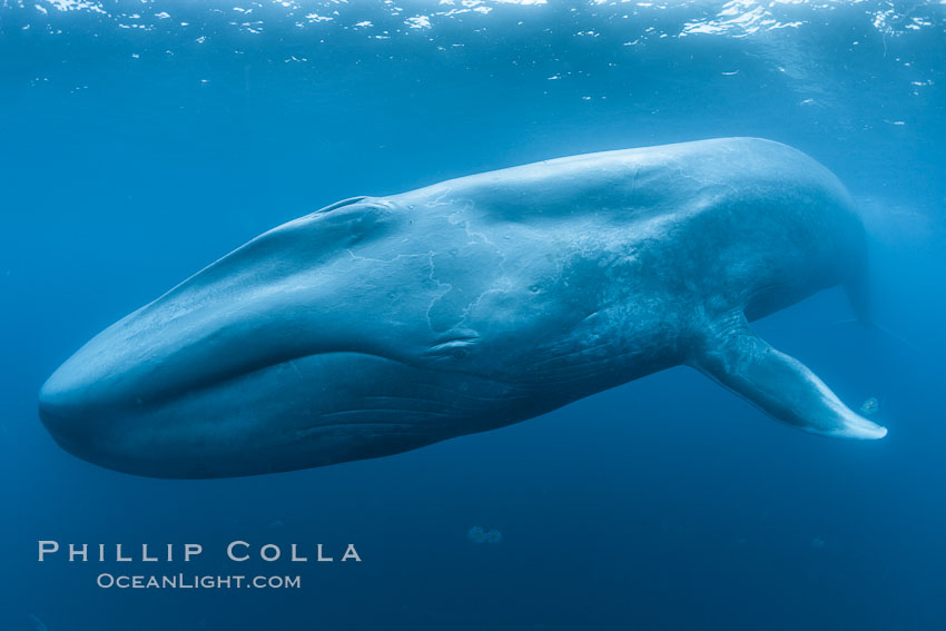 Blue whale underwater photo showing entire whale head (rostrum) to tail (fluke).  This picture of a blue whale shows it swimming through the open ocean, a rare underwater view.  Specialized underwater camera gear, including an extremely wide lens, was used to capture the entire enormous whale in a single photograph, Balaenoptera musculus