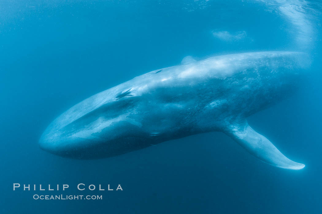 Blue whale underwater closeup photo.  This incredible picture of a blue whale, the largest animal ever to inhabit earth, shows it swimming through the open ocean, a rare underwater view, Balaenoptera musculus