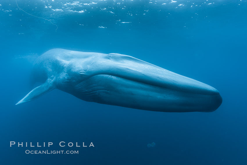 Blue whale underwater closeup photo.  This picture of a blue whale, the largest animal ever to inhabit earth, shows it swimming through the open ocean, a rare underwater view.  Since the whale was approximately 80-90' long and just a few feet from the camera, an extremely wide lens was used to photograph the entire enormous whale, Balaenoptera musculus