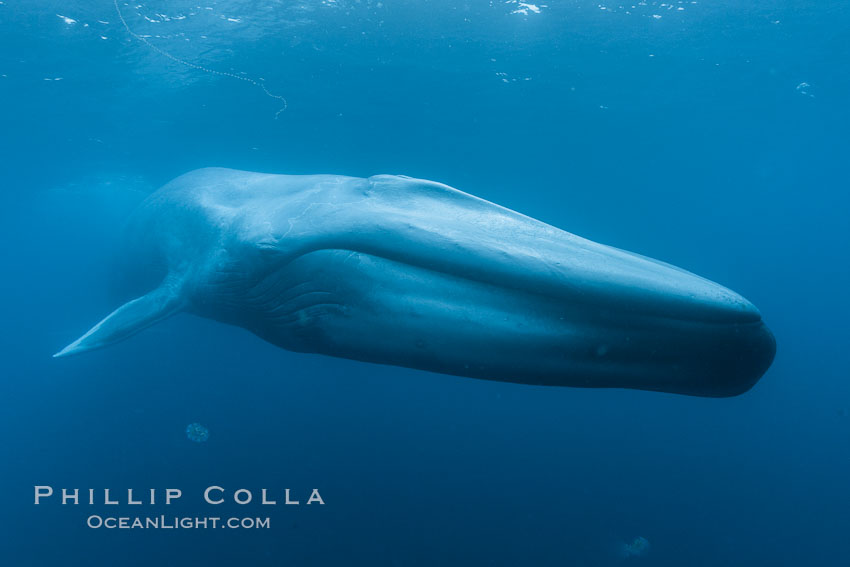 Blue whale underwater closeup photo.  This incredible picture of a blue whale, the largest animal ever to inhabit earth, shows it swimming through the open ocean, a rare underwater view.  Over 80' long and just a few feet from the camera, an extremely wide lens was used to photograph the entire enormous whale. California, USA, Balaenoptera musculus, natural history stock photograph, photo id 27297