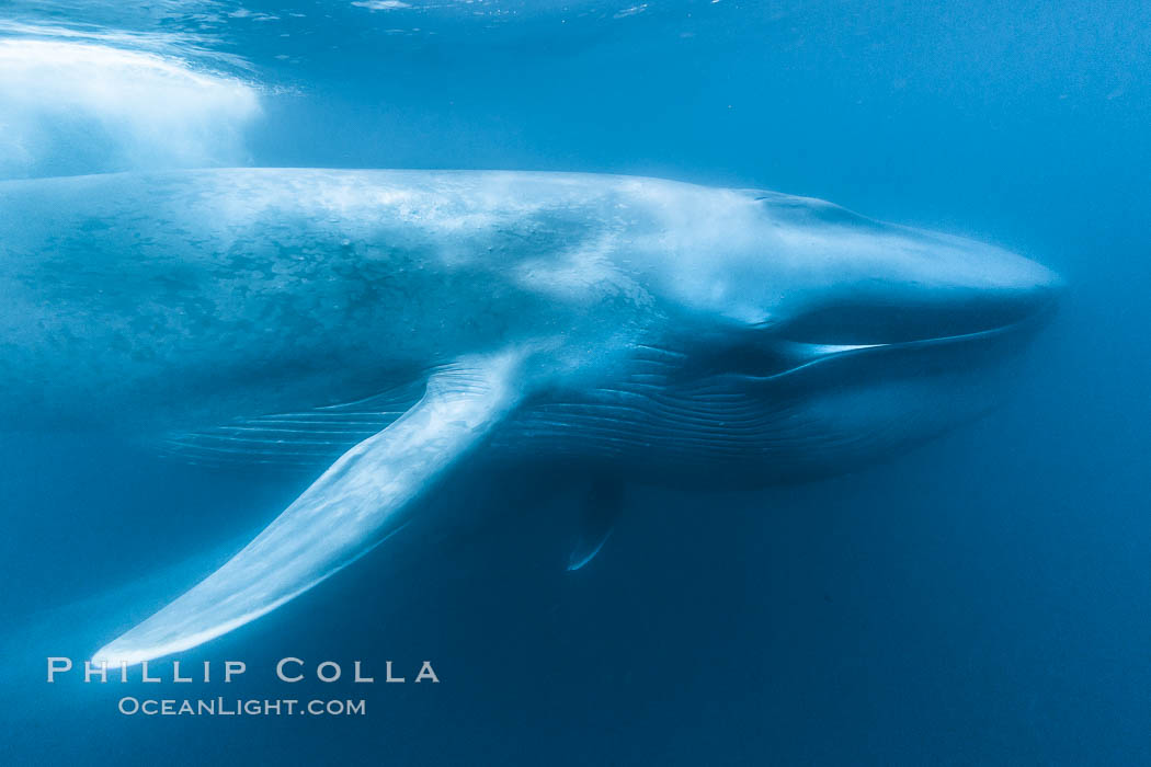 Blue whale underwater with mouth full of krill, calf is partially seen below the mother.  This incredible picture of a blue whale, the largest animal ever to inhabit earth, shows it swimming through the open ocean, a rare underwater view.  Over 80' long and just a few feet from the camera, an extremely wide lens was used to photograph the entire enormous whale. California, USA, Balaenoptera musculus, natural history stock photograph, photo id 27317