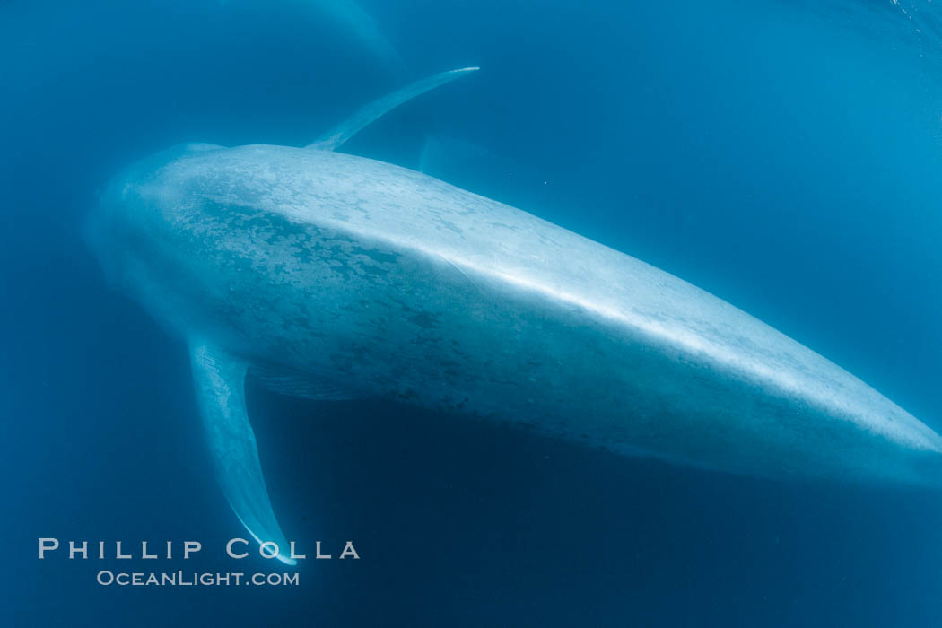 Blue whale underwater closeup photo.  This incredible picture of a blue whale, the largest animal ever to inhabit earth, shows it swimming through the open ocean, a rare underwater view.  Over 80' long and just a few feet from the camera, an extremely wide lens was used to photograph the entire enormous whale. California, USA, Balaenoptera musculus, natural history stock photograph, photo id 27321