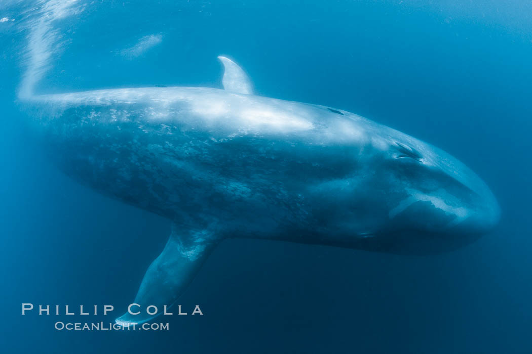 Blue whale underwater closeup photo.  This incredible picture of a blue whale, the largest animal ever to inhabit earth, shows it swimming through the open ocean, a rare underwater view.  Over 80' long and just a few feet from the camera, an extremely wide lens was used to photograph the entire enormous whale, Balaenoptera musculus