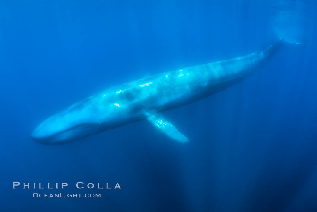 A huge blue whale swims through the open ocean in this underwater photograph. The blue whale is the largest animal ever to live on Earth, Balaenoptera musculus, San Diego, California