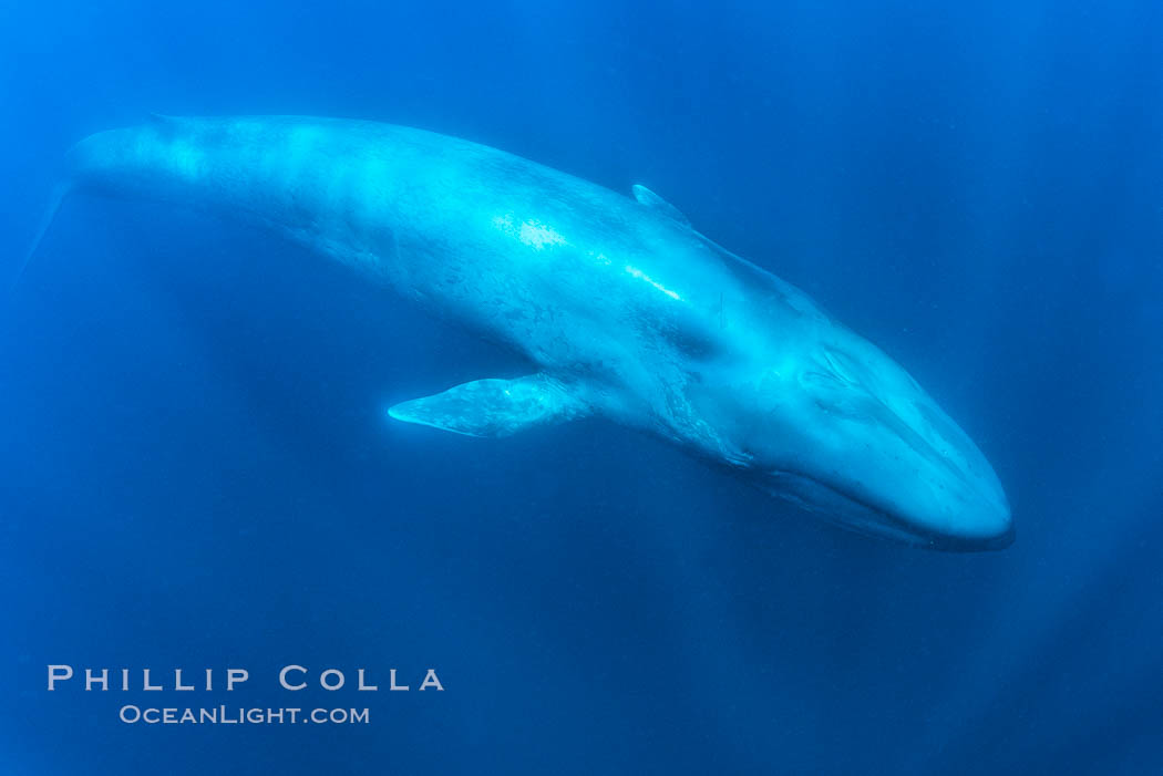 A huge blue whale swims through the open ocean in this underwater photograph. The blue whale is the largest animal ever to live on Earth, Balaenoptera musculus, San Diego, California