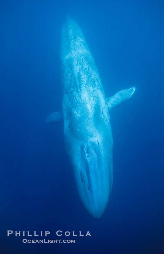 Blue whale, the largest animal ever to inhabit earth, swims through the open ocean, underwater view., Balaenoptera musculus, natural history stock photograph, photo id 01902