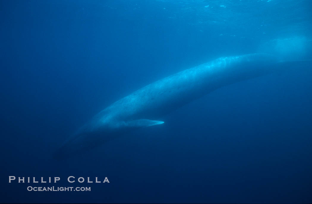 Blue whale., Balaenoptera musculus, natural history stock photograph, photo id 01966
