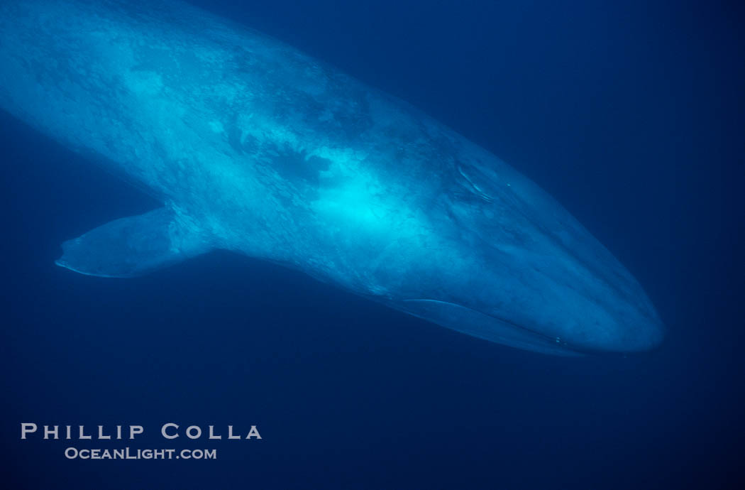 Blue whale, the large animal ever to live on earth, underwater view in the open ocean., Balaenoptera musculus, natural history stock photograph, photo id 03026