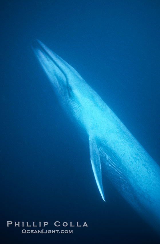 Blue whale, the large animal ever to live on earth, underwater view in the open ocean, Balaenoptera musculus