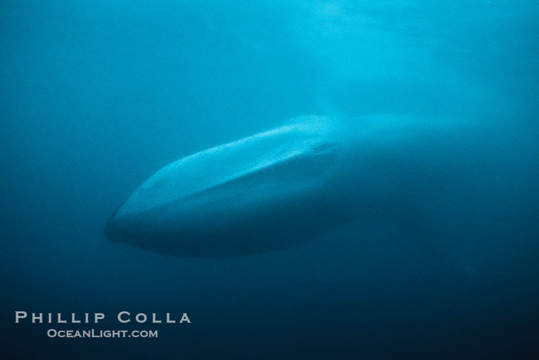 Blue whale, Baja California., Balaenoptera musculus, natural history stock photograph, photo id 05822