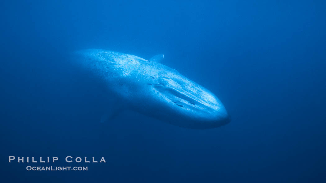 Blue whale., Balaenoptera musculus, natural history stock photograph, photo id 03180