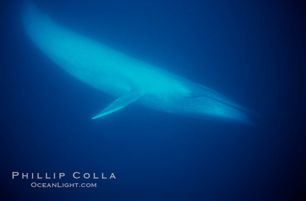 Blue whale, Baja California., Balaenoptera musculus, natural history stock photograph, photo id 05812