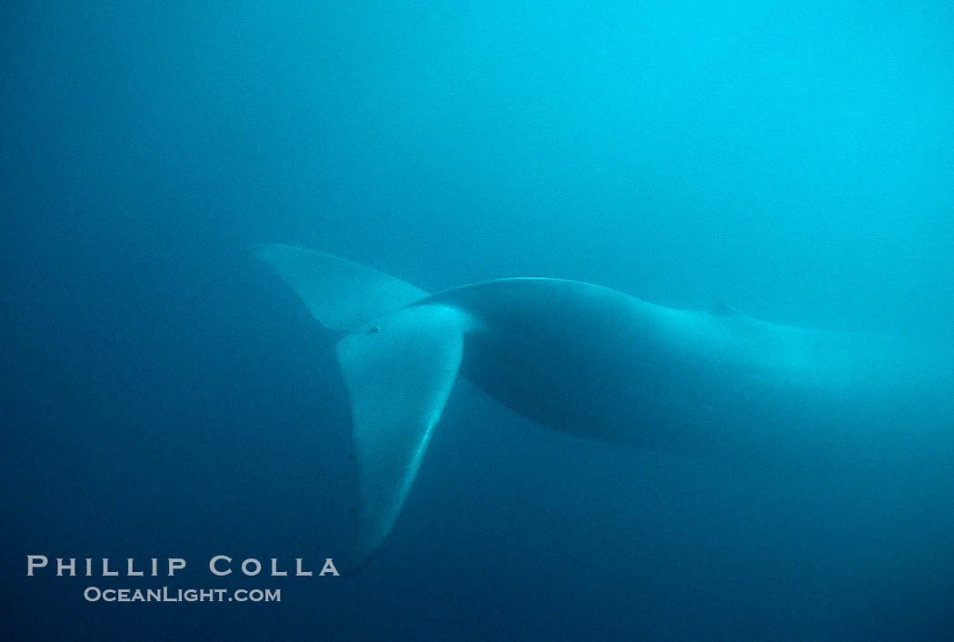 Blue whale, Baja California., Balaenoptera musculus, natural history stock photograph, photo id 05820