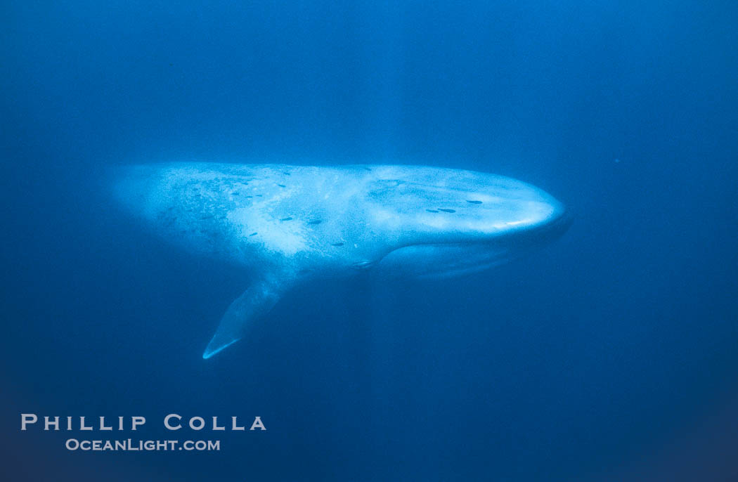 Blue whale., Balaenoptera musculus, natural history stock photograph, photo id 01899