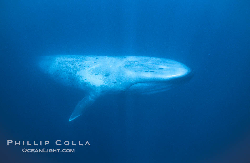 Blue whale, Balaenoptera musculus