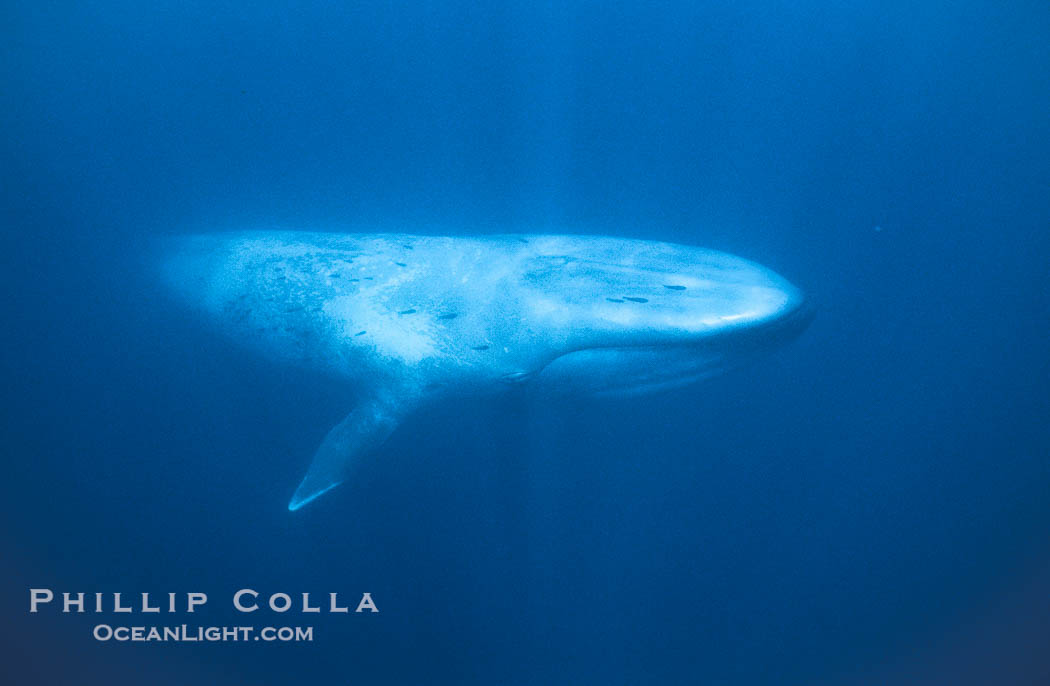 Blue whale, Balaenoptera musculus