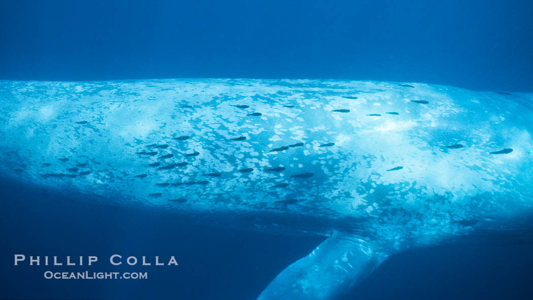 Blue whale dorsal flank and remora., Balaenoptera musculus, natural history stock photograph, photo id 01907