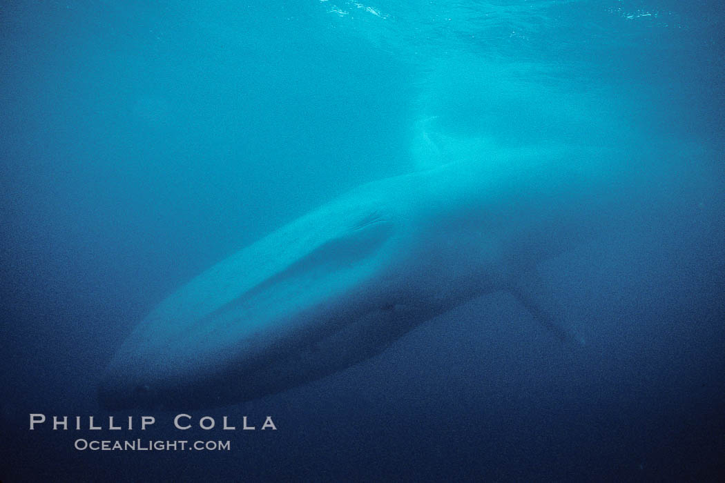 Blue whale, the largest animal ever to inhabit earth, swims through the open ocean, underwater view. Baja California, Mexico, Balaenoptera musculus, natural history stock photograph, photo id 02437