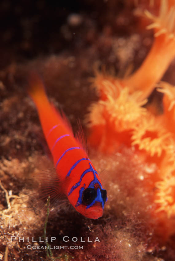 Bluebanded goby, Catalina. Catalina Island, California, USA, Lythrypnus dalli, natural history stock photograph, photo id 05149