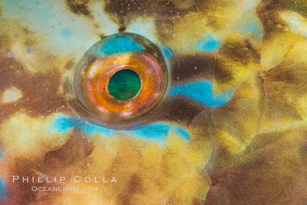 Bluechin Parrotfish Eye Detail, Scarus ghobban, Sea of Cortez, Isla Cayo, Baja California, Mexico