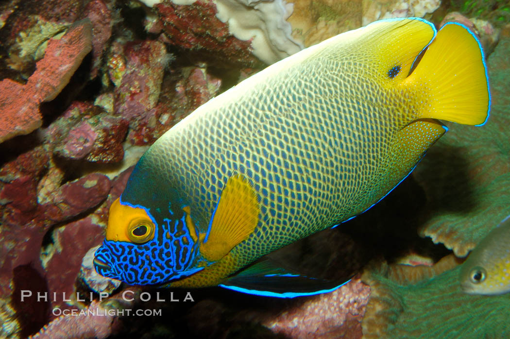 Blue face angelfish., Pomacanthus xanthometopon, natural history stock photograph, photo id 08662