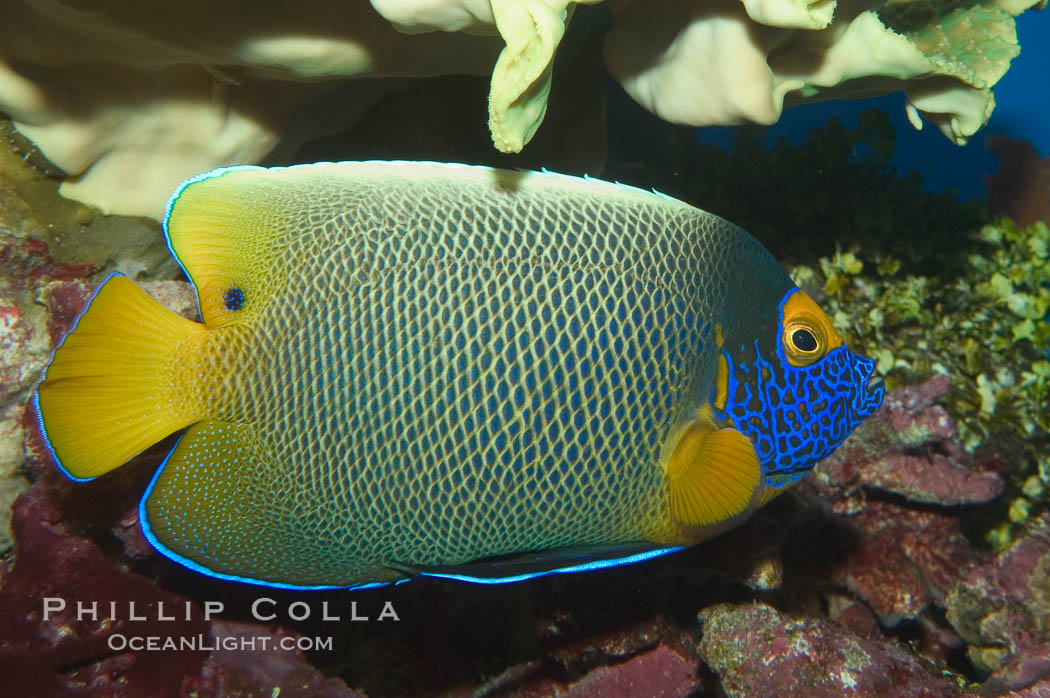 Blue face angelfish., Pomacanthus xanthometopon, natural history stock photograph, photo id 07855