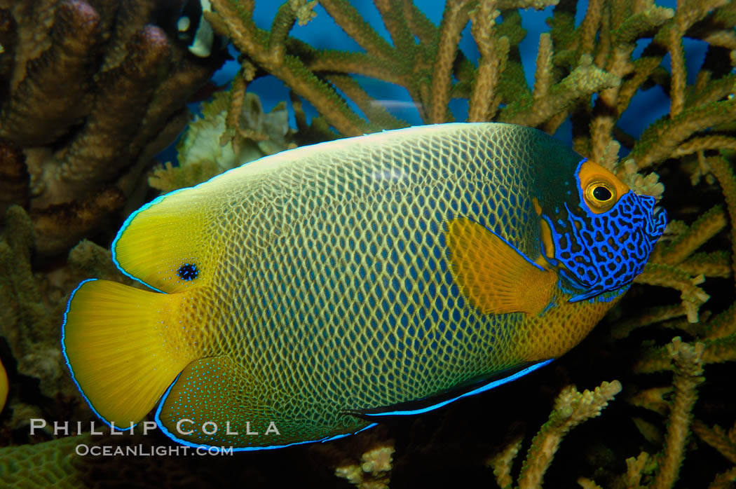 Blue face angelfish., Pomacanthus xanthometopon, natural history stock photograph, photo id 09455