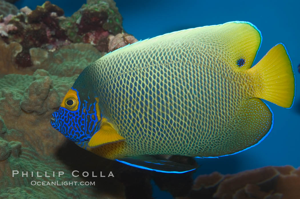 Blue face angelfish., Pomacanthus xanthometopon, natural history stock photograph, photo id 07853