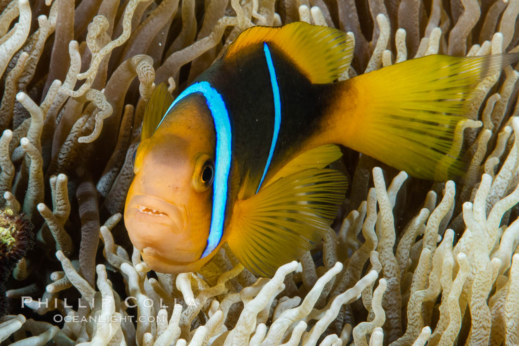 Bluestripe clownfish, Amphiprion chrysopterus, Fiji., Amphiprion chrysopterus, natural history stock photograph, photo id 34863