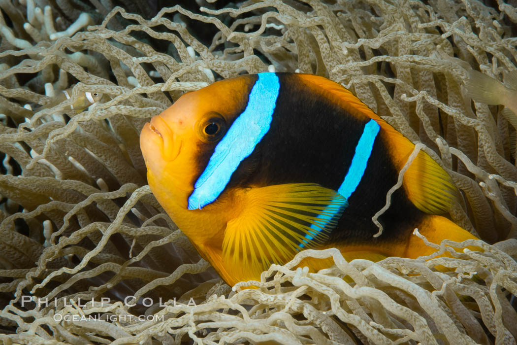 Bluestripe clownfish, Amphiprion chrysopterus, Fiji., Amphiprion chrysopterus, natural history stock photograph, photo id 34865