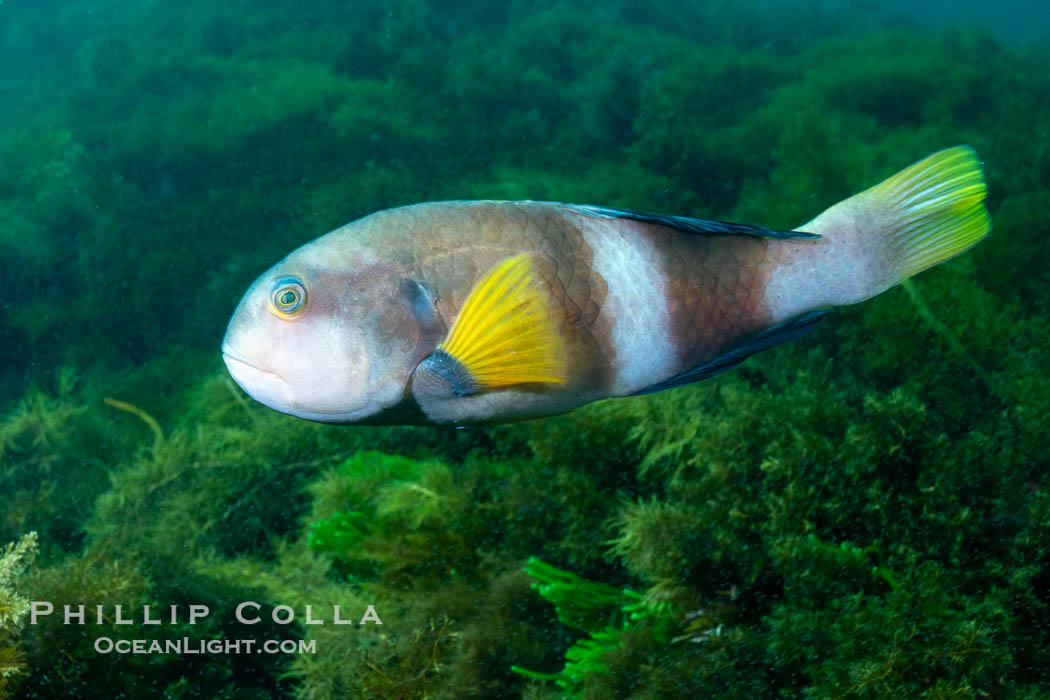 Bluethroat Wrasse, Notolabrus tetricus, Adult Male, Kangaroo Island, South Australia., Notolabrus tetricus, natural history stock photograph, photo id 39273