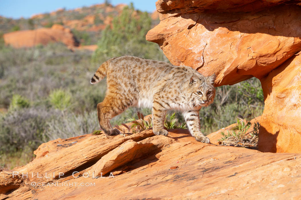 Bobcat.  Bobcats are found throughout North America from southern Canada to southern Mexico. In the United States population densities are much higher in the southeastern region than in the western states. Bobcats can be found in a variety of habitats, including forests, semi-deserts, mountains, and brushland. They sleep in hidden dens, often in hollow trees, thickets, or rocky crevices., Lynx rufus, natural history stock photograph, photo id 12130