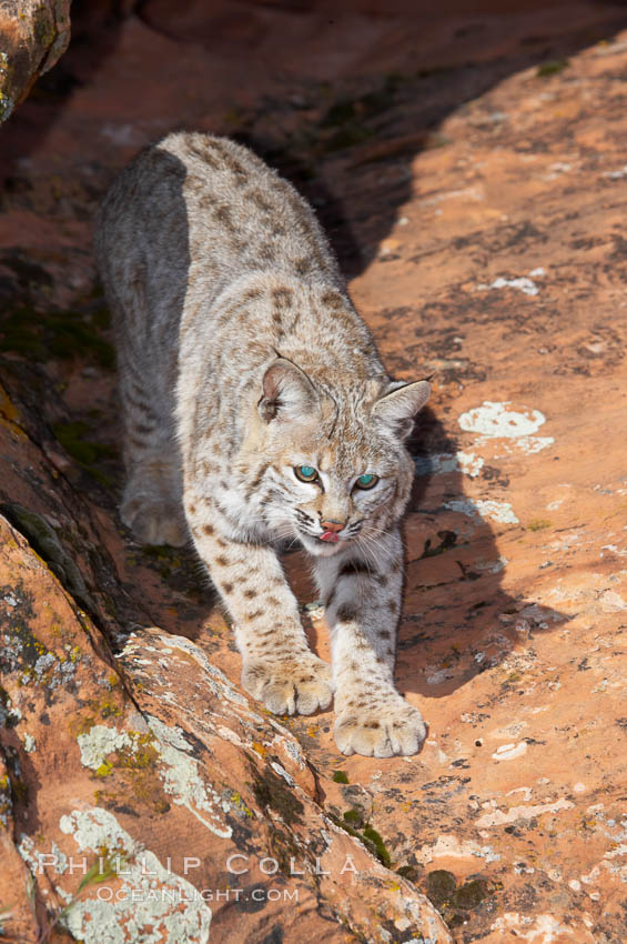 Bobcat.  Bobcats are found throughout North America from southern Canada to southern Mexico. In the United States population densities are much higher in the southeastern region than in the western states. Bobcats can be found in a variety of habitats, including forests, semi-deserts, mountains, and brushland. They sleep in hidden dens, often in hollow trees, thickets, or rocky crevices., Lynx rufus, natural history stock photograph, photo id 12138