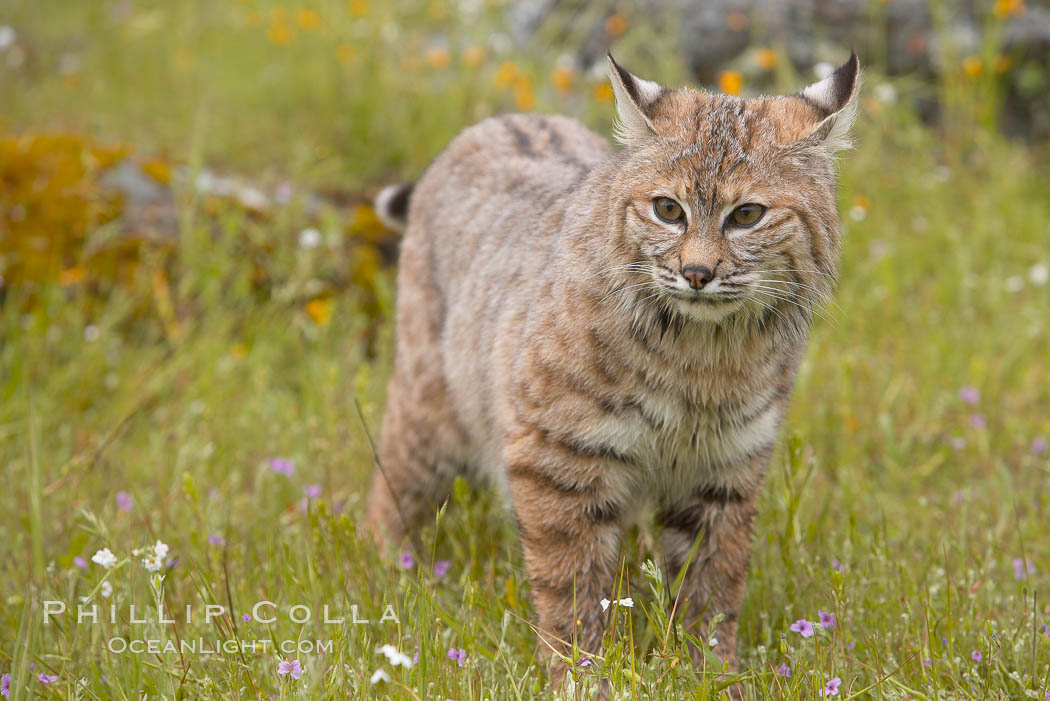Bobcat, Sierra Nevada foothills, Mariposa, California., Lynx rufus, natural history stock photograph, photo id 15916