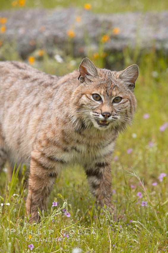 Lynx Nevada