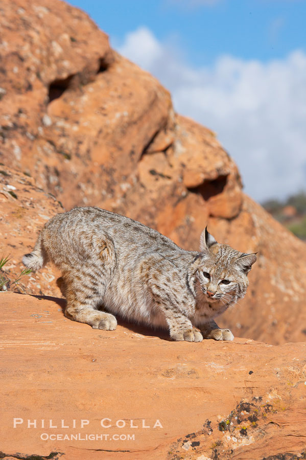 Bobcat.  Bobcats are found throughout North America from southern Canada to southern Mexico. In the United States population densities are much higher in the southeastern region than in the western states. Bobcats can be found in a variety of habitats, including forests, semi-deserts, mountains, and brushland. They sleep in hidden dens, often in hollow trees, thickets, or rocky crevices., Lynx rufus, natural history stock photograph, photo id 12135