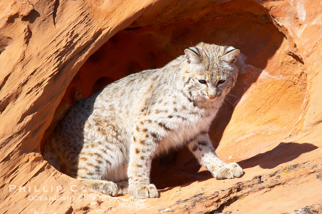 Bobcat.  Bobcats are found throughout North America from southern Canada to southern Mexico. In the United States population densities are much higher in the southeastern region than in the western states. Bobcats can be found in a variety of habitats, including forests, semi-deserts, mountains, and brushland. They sleep in hidden dens, often in hollow trees, thickets, or rocky crevices., Lynx rufus, natural history stock photograph, photo id 12137