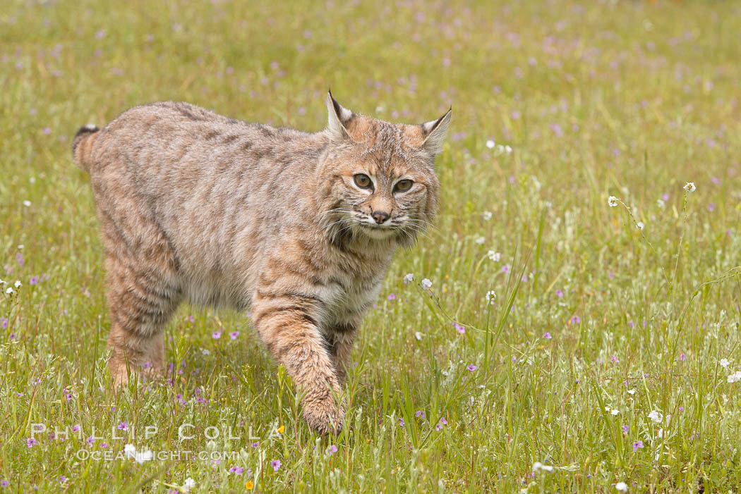 Bobcat, Sierra Nevada foothills, Mariposa, California., Lynx rufus, natural history stock photograph, photo id 15933