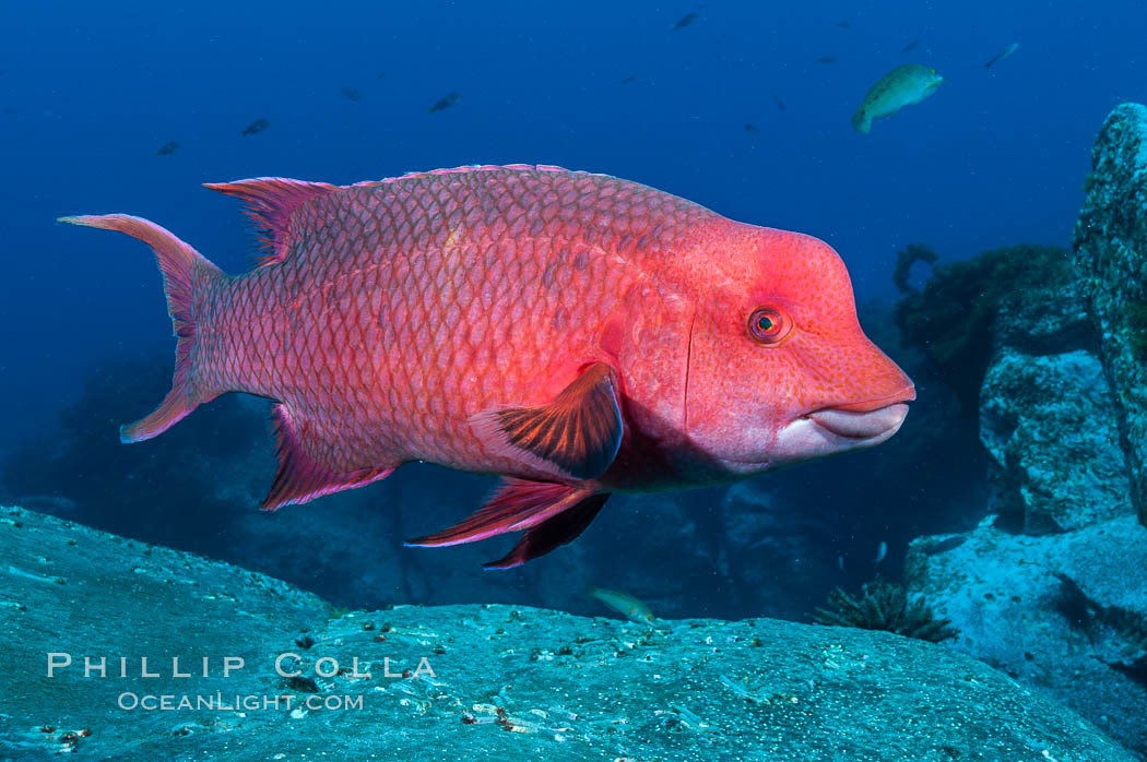 Mexican hogfish, adult male showing fleshy bump on head. Guadalupe Island (Isla Guadalupe), Baja California, Mexico, Bodianus diplotaenia, natural history stock photograph, photo id 09606