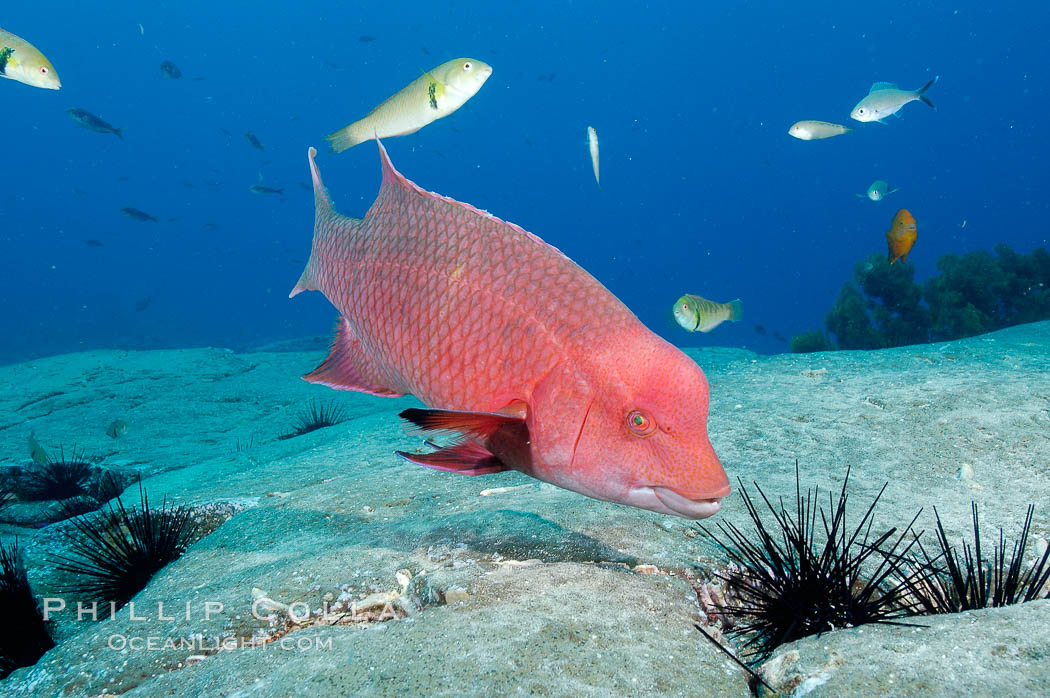 Mexican hogfish, adult male showing fleshy bump on head. Guadalupe Island (Isla Guadalupe), Baja California, Mexico, Bodianus diplotaenia, natural history stock photograph, photo id 09612