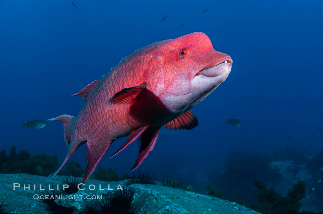 Mexican hogfish, adult male showing fleshy bump on head. Guadalupe Island (Isla Guadalupe), Baja California, Mexico, Bodianus diplotaenia, natural history stock photograph, photo id 09615