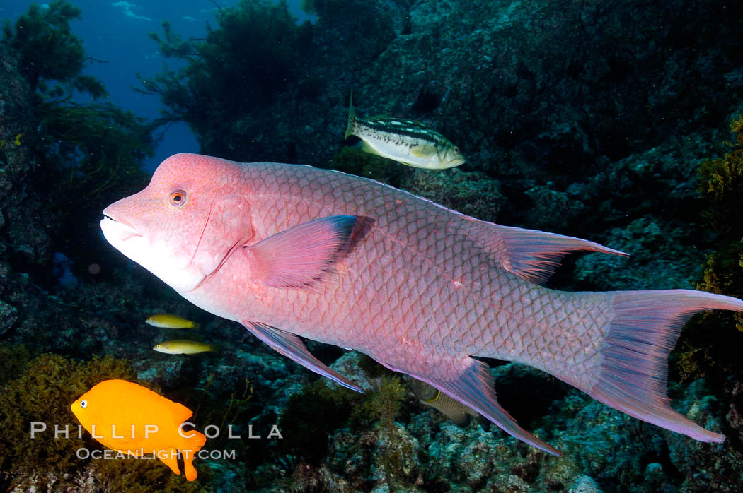 Mexican hogfish, adult male showing fleshy bump on head. Guadalupe Island (Isla Guadalupe), Baja California, Mexico, Bodianus diplotaenia, natural history stock photograph, photo id 09621